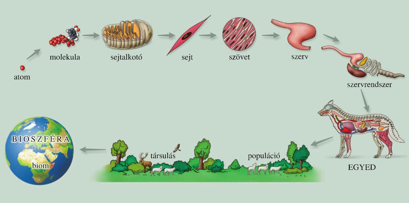 ElolenyekSzervezodese