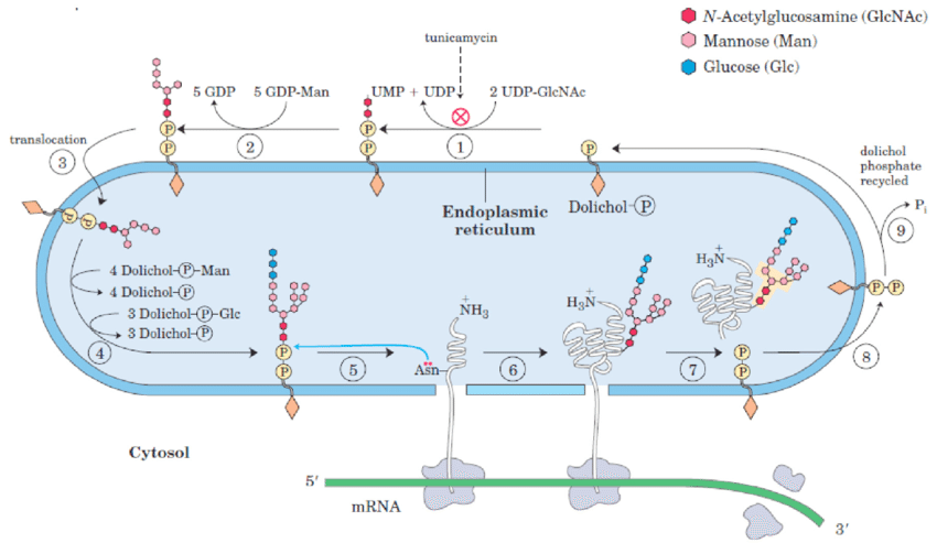 Post translational modifications