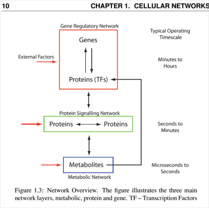 Biológiai hálózatok