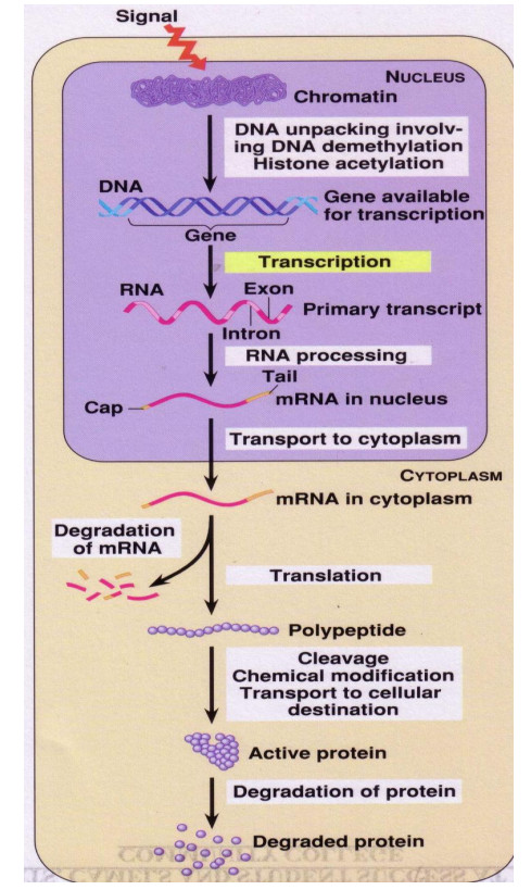 Biológiai hálózatok