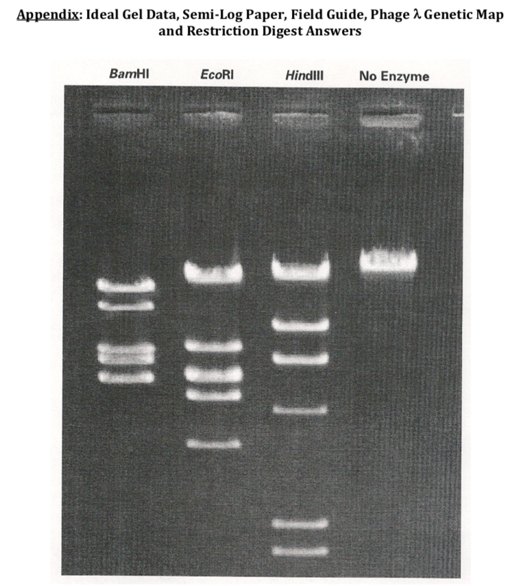 Lambda DNA