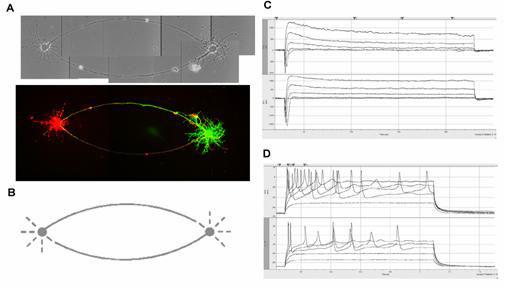 Two cell networks