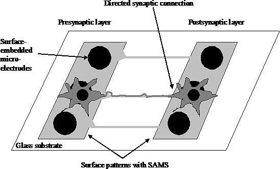 Engineered networks